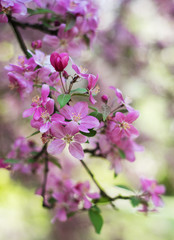 Fototapeta na wymiar Spring pink blossom