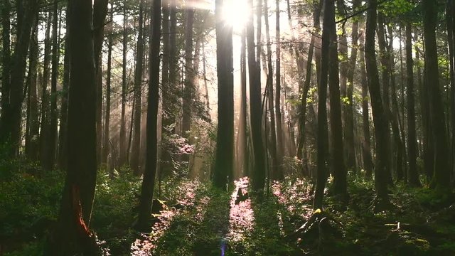 朝の青木ヶ原樹海