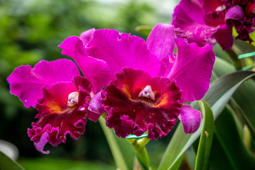 cattelya Orchid