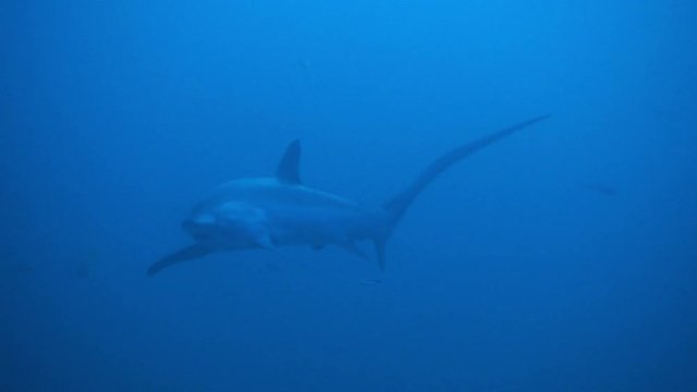 Thresher shark at Philippines - 4k Video