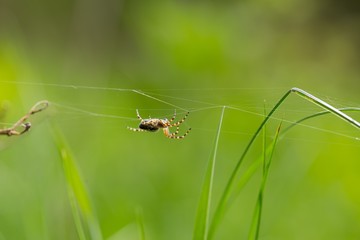 Close up of garden spider sitting on his web