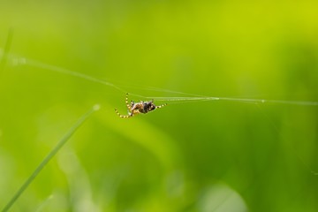 Close up of garden spider sitting on his web