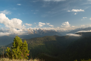a low coniferous tree on a background of mountain peaks with clouds and dense forest