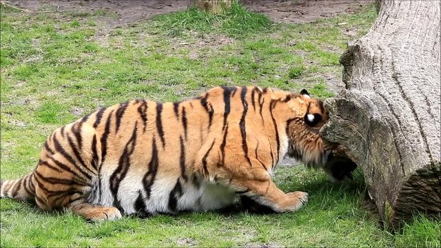 bengal tiger on meadow

