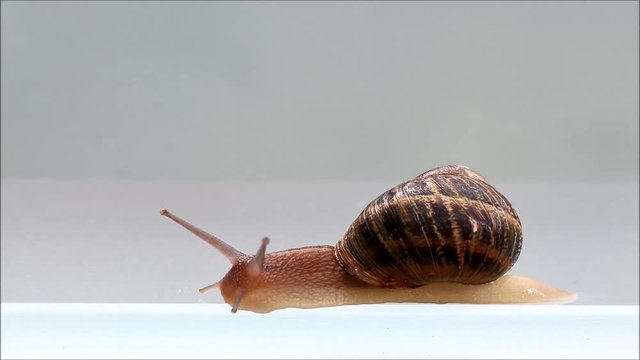snail Helix pomatia crawling 
