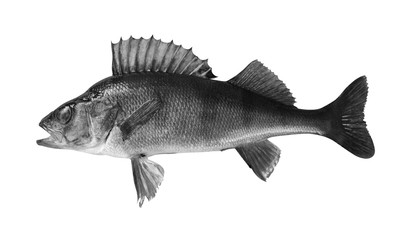 river perch isolated on white background