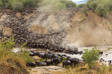Huge herds of herbivores cross the river. Masai Mara, Kenya