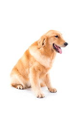 Golden retriever dog isolated over white background