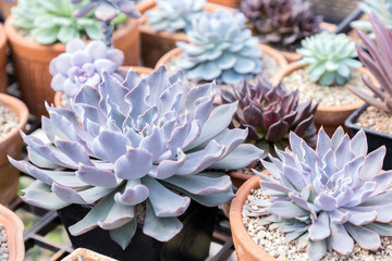 Succulents or cactus in desert botanical garden with sand stone pebbles background for decoration and agriculture concept design.