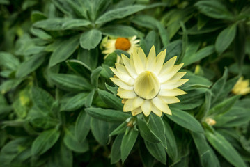 everlasting daisy