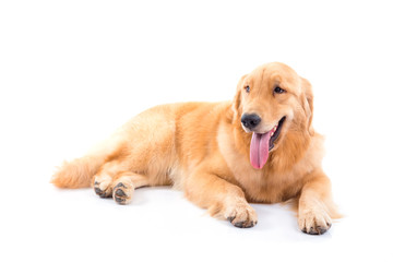 Golden retriever dog isolated over white background
