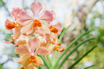 Orchid flower in garden at winter or spring day for postcard beauty and agriculture idea concept design. Vanda Orchid.