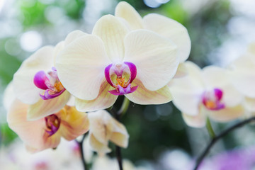 Naklejka na ściany i meble Orchid flower in garden at winter or spring day for postcard beauty and agriculture idea concept design. Phalaenopsis orchid.