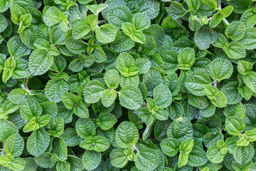 Mint leaf or peppermint plant grow at vegetable garden.