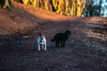 dogs in the forest park