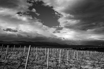 Amazing landscape of vineyard in central Bulgaria with dramatic clouds in the sky and in black and white