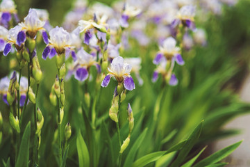 Beautiful blooming dark-blue iris flowers in the garden in spring with rain drops