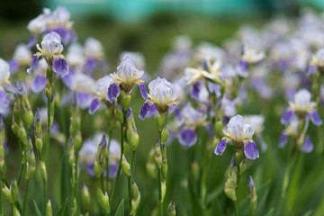 Beautiful blooming dark-blue iris flowers in the garden in spring with rain drops
