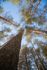 Tall pine tree tops against blue sky