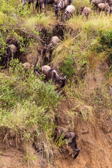 The beginning of crossing on Mara River. Masai Mara, Africa