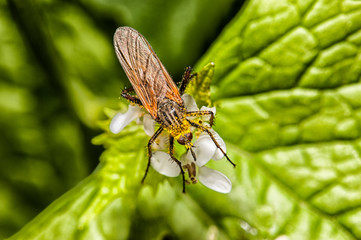 insecte volant butineur.