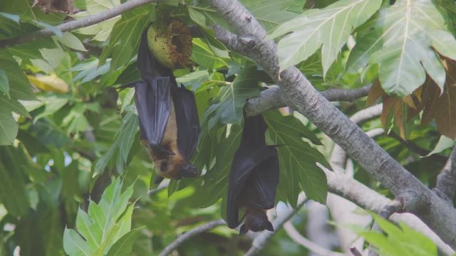 An Indian Flying Fox, Pteropus Giganteus, Licking His Mouth With Its Long Pink Tongue After A Tasty Bread Fruit Meal, Hanging Next To Another One On A Bread Fruit Tree In The Maldives.