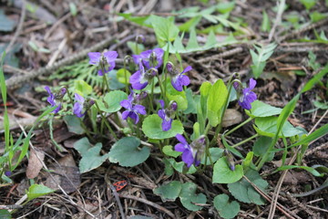 Flowering of fragrant violets in the park in the spring. Nature photo