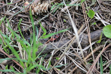 Red beetles on the soil in the park in spring. Nature photo.
