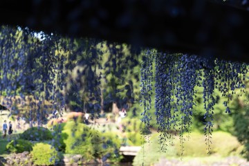 しょうぶ　自然　公園　風景