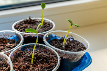 Growing seedlings for a country house at home on a windowsill in glasses