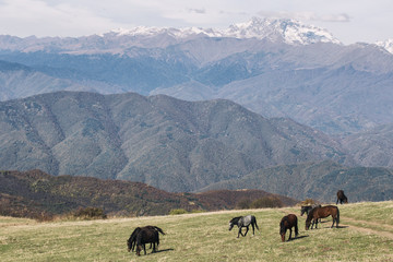 hourses and mountaina