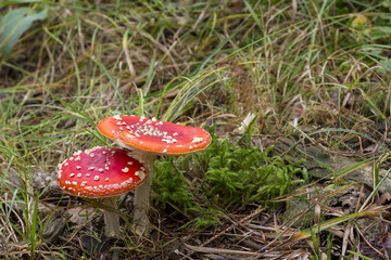 Fliegenpilz am Waldrand