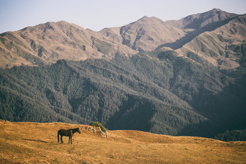 Hourse and Mountain - Tusheti Georgia