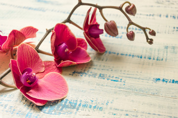 Red orchid on a wooden background