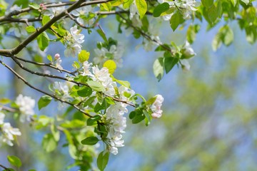 Bloooming apple tree branches.