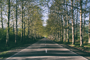 Trees and road 