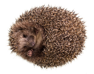 Prickly little hedgehog funny curled into ball, isolated on white