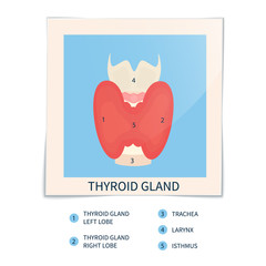 Vector illustration of a photographs of thyroid gland and trachea on white background. Human body organ anatomy icon with description. Thyroid diagram front view scheme sign. Medical concept.