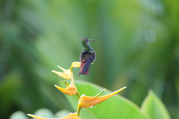 Costa Rica, Colibri, green background