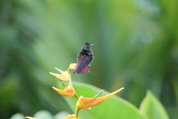 Costa Rica, Colibri, green background