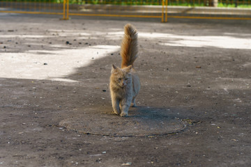 Red cat walking in the yard