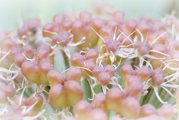 Pflanzenmakro © msl33