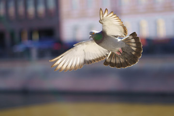 A dove flew free over the city