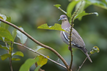 White-winged Dove - Zenaida asiatica, beautiful pidgeon from New World, Costa Rica.