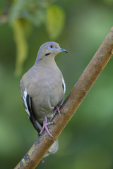 White-winged Dove - Zenaida asiatica, beautiful pidgeon from New World, Costa Rica.