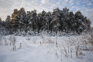 Siberia, winter forest in Russia. Stern, spruce, pine under the snow.