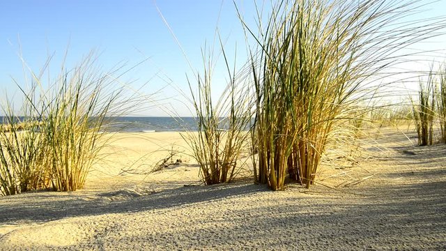 Beach of the Baltic Sea with beach grass
