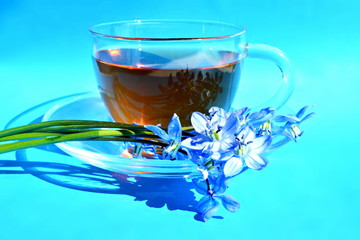 First spring blue flowers. Bouquet garden snowdrop in front glass transparent cup of warm tea and dish in morning bright rays sunlight with shadow on blue gradient fill background