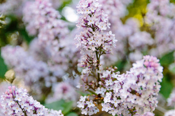 Purple lilac flowers as a background/ Syringa vulgaris.