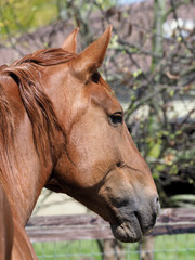 Fototapeta premium Rare Breed Head Shot